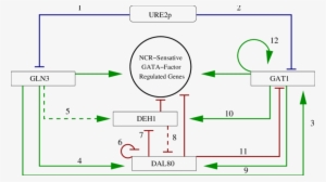 Green Arrows Indicate Up Regulation, Blunted Red Arrows - Diagram #3790188