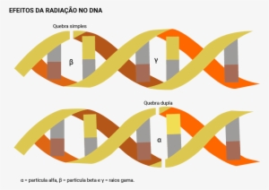 Infográfico Dos Efeitos Da Radiação No Dna - Efeitos Biologicos Da Radiação #3790820
