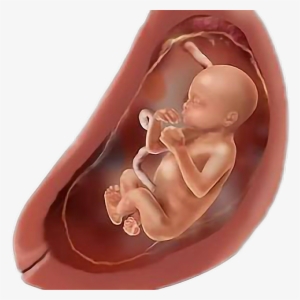 Baby Womb Pregnant Fetus Freetoedit - Pregnancy #3792344 Baby Womb Pregnant Fetus Freetoedit - Pregnancy #3792344
