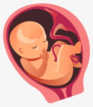 There's Less Movement Now Because He/she Is Filling - Fetal Development Month By Month #3792494
