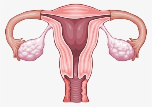 As You All Know, The Uterus Is Like The Powerhouse - Sistema Reprodutor Feminino Desenho #3792524
