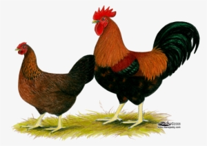 Hen Png Image Hd - Hen Images Hd Png #3793012