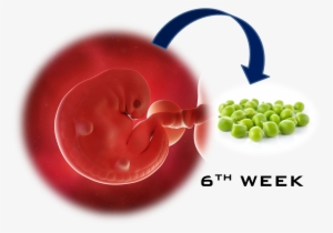 5th Week Baby #3793037