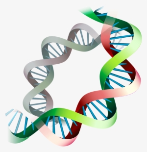 Epigenetic Expression Before And During Pregnancy - Gene Expression Png #3793097