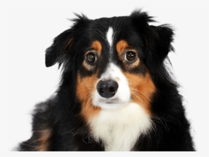 Australian Shepherd Dog - Dog #3793365