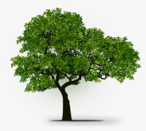 Learn More - Mexican Pinyon #3793865