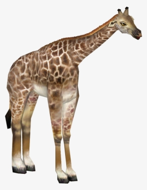 Rothschild's Giraffe 01 - Giraffe #3795164