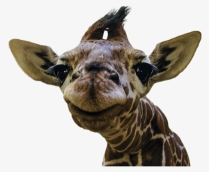 Animalsmiling Baby Giraffe - Intubating A Giraffe #3795285