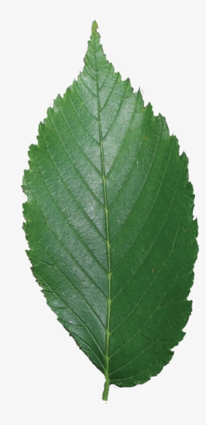 Simple - American Elm Leaf Png #3795760