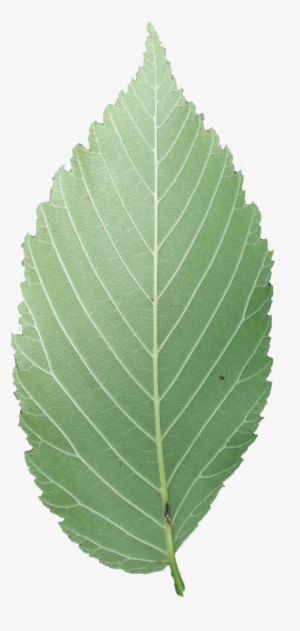 Simple - Elm Tree Leaves Png #3795806
