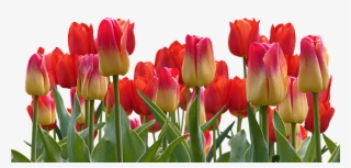 Tulips, Spring, Nature, Flower, Flowers, Red - Happybirthday Wishes To Dear Neha #3795810