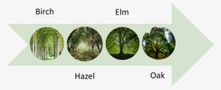 The First People Trees Diagram - Oak #3795879
