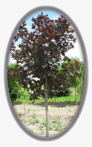 Crimson King Maple Acer Platanoides 'crimson King' - Maple #3796013