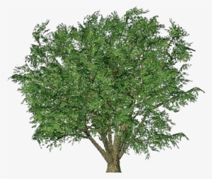 Country Smooth Leafed Elm - Parsley #3796038