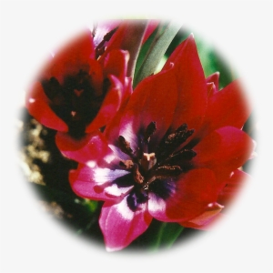 Wild Red Tulip - Tulip #3796113