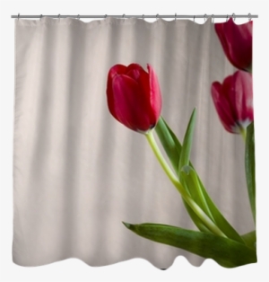 Tulip #3796330 Tulip #3796330