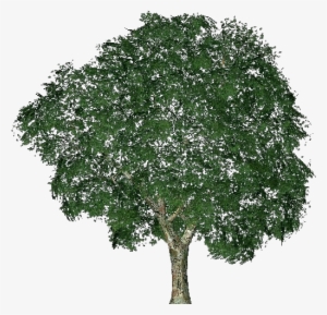3d Trees - Elm - Alberi 3d Png #3796487