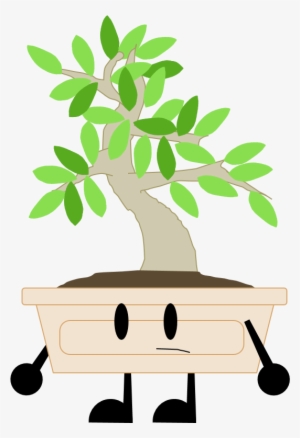 Elm Bonsai #3796521