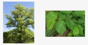 Commonly Known As An Elm Tree - English Elm Tree #3796538