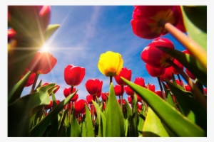 Red - Niederlande Tulpen #3796597