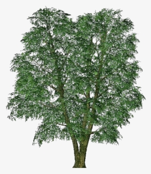 3d Trees - Elm - Italian Pittosporum #3796646