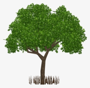 Black Mangrove - Tree Png For Architect #3796675