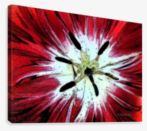 Red Tulip Canvas Print - Chrysanths #3796701
