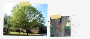 Ulmus Parvifolia - Lacebark Elm Tree #3796832