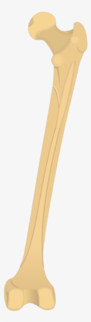 Femur Bone - Femur Linea Aspera #3797102