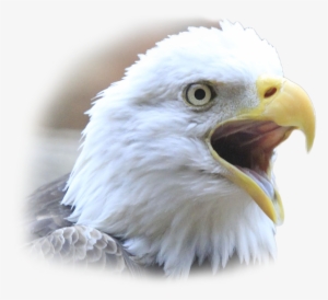 Archer, A Southern Male Bald Eagle, Was One Of The - Citizen Potawatomi Nation Cultural Heritage Center #3797823