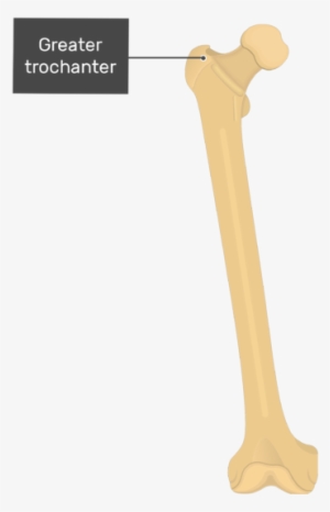 Greater Trochanter - Femur Bone - Anterior View - Anterior Femur #3798069