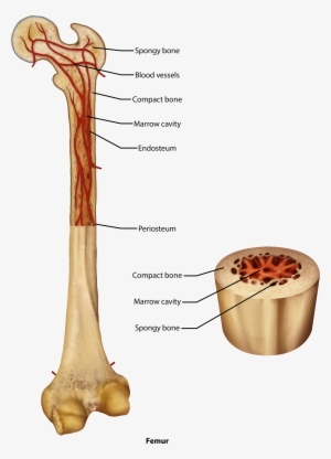 Parts And Anatomy Of A Femur, Compact And Spongy Bone, - Skull #3798268