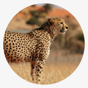 Arctree Hr Consulting - Cheetah #3798995