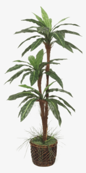 Silk Bird Nest Fern Tree - Brook Furniture Rental #380122