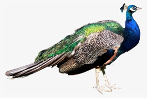 Go To Image - Peacock Png #380140