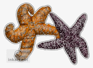 Ochre Sea Stars Decal - Ochre Sea Star Drawing #380390