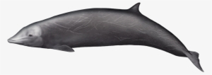 This Whale Appears To Be One Of The Most Widespread - Bottlenose Dolphin #381391