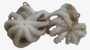 Baby Octopus Raw #381684