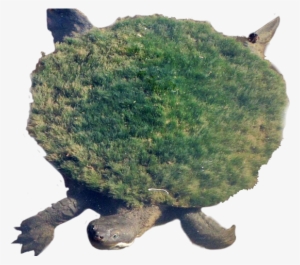 Snapping Turtle Png Transparent Images - Tortuga Del Rio Mary #381743