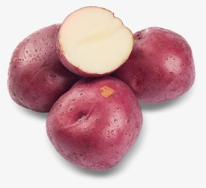 Adirondack Blue Potato #381820