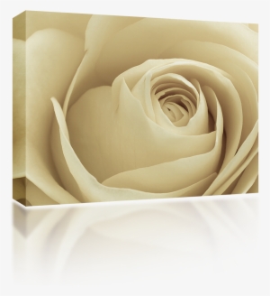 White Rose Petals - Garden Roses #381888