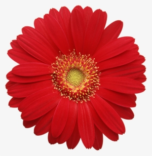 Clip Art Transparent Download Red Cards D Pinterest - Gerber Daisy Png #382273