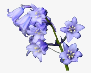 Bellflower Png Transparent Images - Bluebell Png #382674