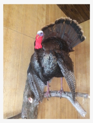 Turkey Mount 12-2016 - Taxidermy #383022
