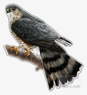 Hawk Drawing Pen - Sharp Shinned Hawk Drawings #383191