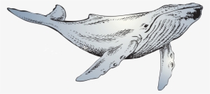 The Whale - Sailfish #383212