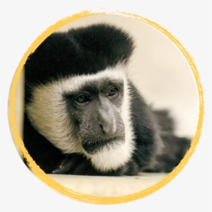 Monkey #383426