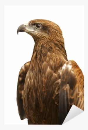 Golden Eagle #384113