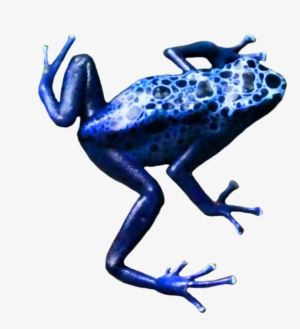 Crazy Frog Png - Poison Dart Frog Png #384564
