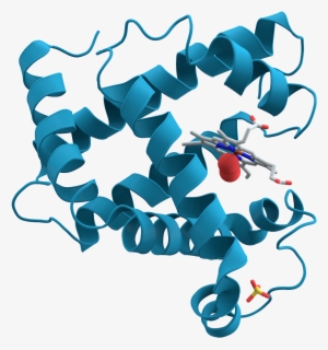 File - Myoglobin - Isc Chemistry Book - I For Class Xi #385059
